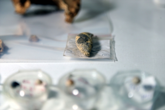 Direkli Mağarası'nda Üst Paleolitik döneme ait taştan dilgi bulundu